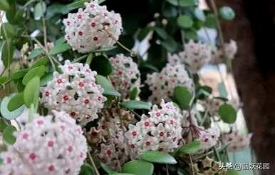 球兰花梗多不开花，球兰花怎么养才能开花？