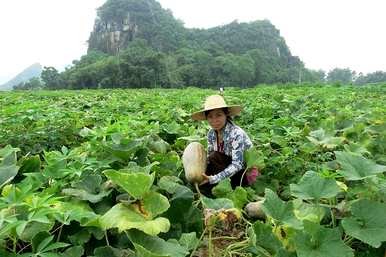 什么肥料用于南瓜种植技术和管理？