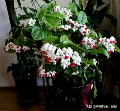 龙吐珠怎么养才能开花？龙吐珠怎么开花不结子？