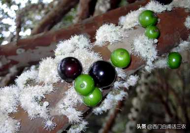 北方的嘉宝果树苗容易生活吗？北方能种植嘉宝果吗？