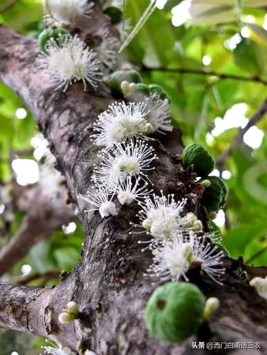 北方的嘉宝果树苗容易生活吗？北方能种植嘉宝果吗？