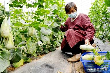 什么时候种羊角蜜瓜最好？羊角蜜瓜种植对光照的要求