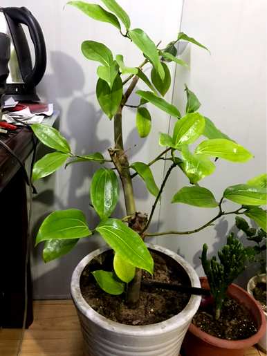 什么是室内耐阴植物，什么是室内耐阴植物？