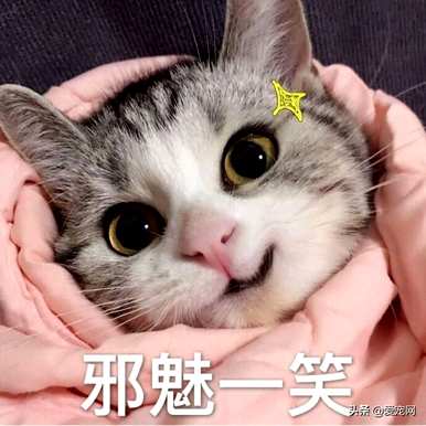 猫薄荷是什么植物，猫薄荷种子在哪里买？