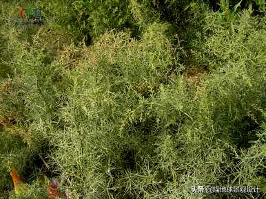 耐盐碱耐涝植物，河南耐盐碱植物