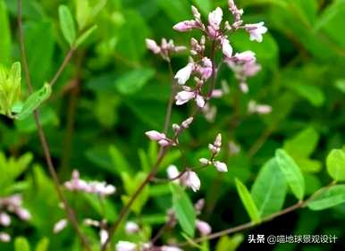 耐盐碱耐涝植物，河南耐盐碱植物