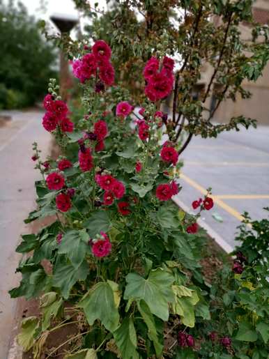 常见的草本花有哪些，常年生草本花有哪些？