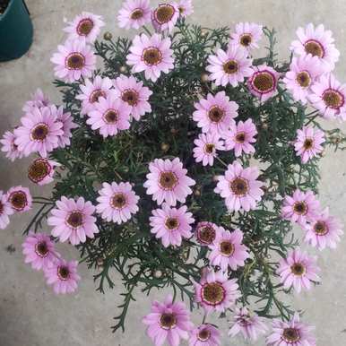 适合室内阳台种植的植物，阳台种植什么植物更好？