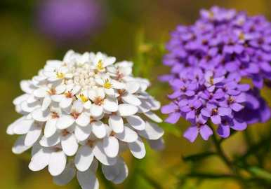 蜂室花种子几个月播种，蜂室花什么时候播种最好？