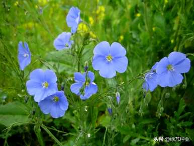 蓝花亚麻播种过程中需要太阳吗？蓝花亚麻种子几个月播种？