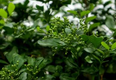 植物根的结构和功能，双子叶植物根的次生结构