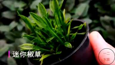 陶粒养水草怎么养，水草怎么养？