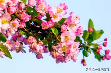 兰花是木本植物还是草本植物？木本兰花有哪些品种？