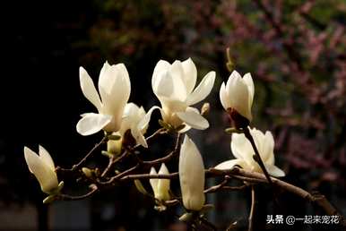 兰花是木本植物还是草本植物？木本兰花有哪些品种？