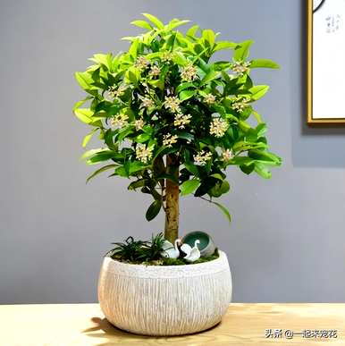 兰花是木本植物还是草本植物？木本兰花有哪些品种？