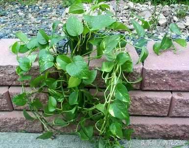 什么是适合室内栽培的绿色植物，什么是适合室内栽培的绿色植物？