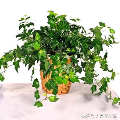 什么是适合室内栽培的绿色植物，什么是适合室内栽培的绿色植物？