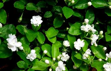 如何在四个季节开花，夏天开什么花？