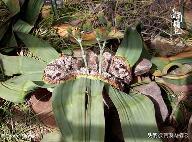 百岁兰怎么养，百岁兰换盆