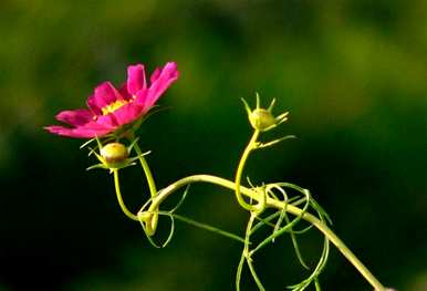 波斯菊花语和格桑花是一种花吗？波斯菊花和格桑花的区别图片