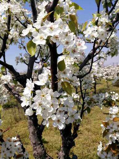 梨花是什么颜色，梨花是什么颜色？