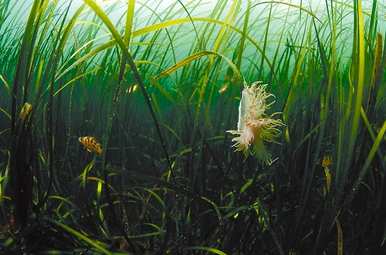 海里有哪些植物可以吃，海里有哪些植物可以吃？