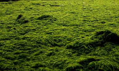 海生藻繁荣，海生藻是植物吗？