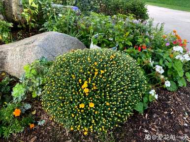 萱草是否是耐寒宿根花卉，耐寒宿根花卉图片大全