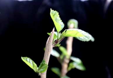 茎是指植物的哪一部分，茎是指植物的哪一部分