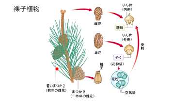 银杏是被子植物还是裸子植物？银杏是裸子植物？