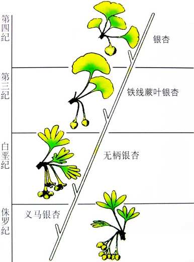 银杏是被子植物还是裸子植物？银杏是裸子植物？