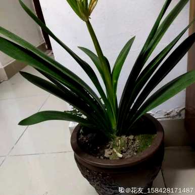 君子兰怎么养才能开花？为什么养君子兰不开花？