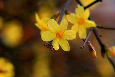 迎春花的寓意、象征和简介，迎春花的寓意和象征