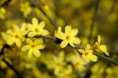 迎春花的寓意、象征和简介，迎春花的寓意和象征