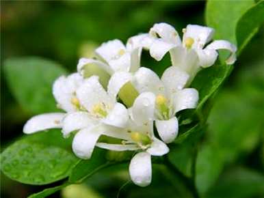 夜来香花怎么养？夜来香花图片