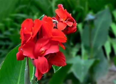 美人蕉是什么季节开的，花美人蕉开花季节图片