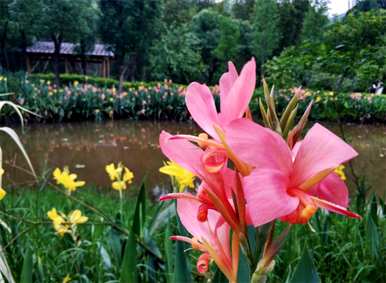 美人蕉是什么季节开的，花美人蕉开花季节图片