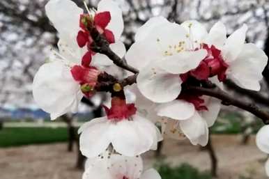 杏花何时开花，牵牛花何时开花