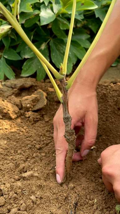 牡丹种植方法及注意事项、牡丹种植方法及注意事项