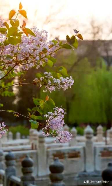 丁香花语名段欣赏，丁香花语和寓意