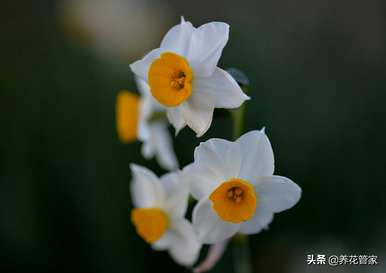 水仙花的颜色和气味，水仙花有几种颜色