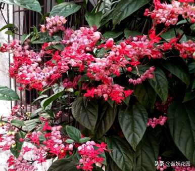 如何养龙吐珠才能开花，如何修剪龙吐珠才能开花