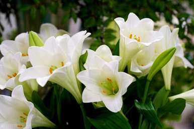 百合花的花语和寓意，百合花的养殖方法