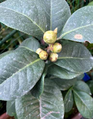 茶花不适合在家养吗？茶花适合在家养吗？