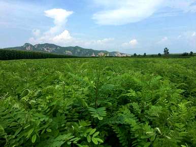 紫穗槐树种植视频，紫穗槐盆景怎么养？