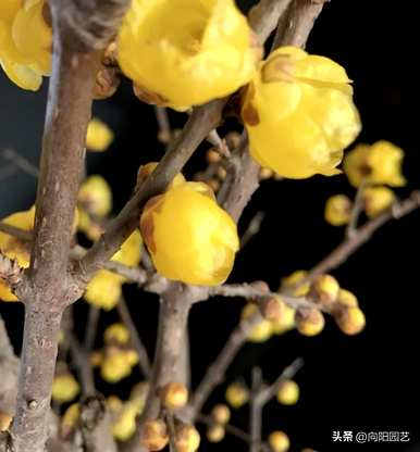 腊梅是什么季节开的？腊梅香季图片