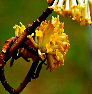 结香花的花语是什么，结香花的花语是什么？