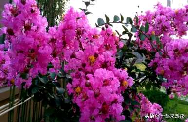 什么是木本花，木本花的栽培？