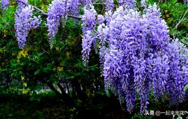 什么是木本花，木本花的栽培？