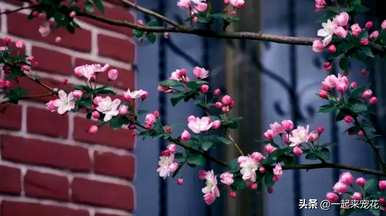 什么是木本花，木本花的栽培？